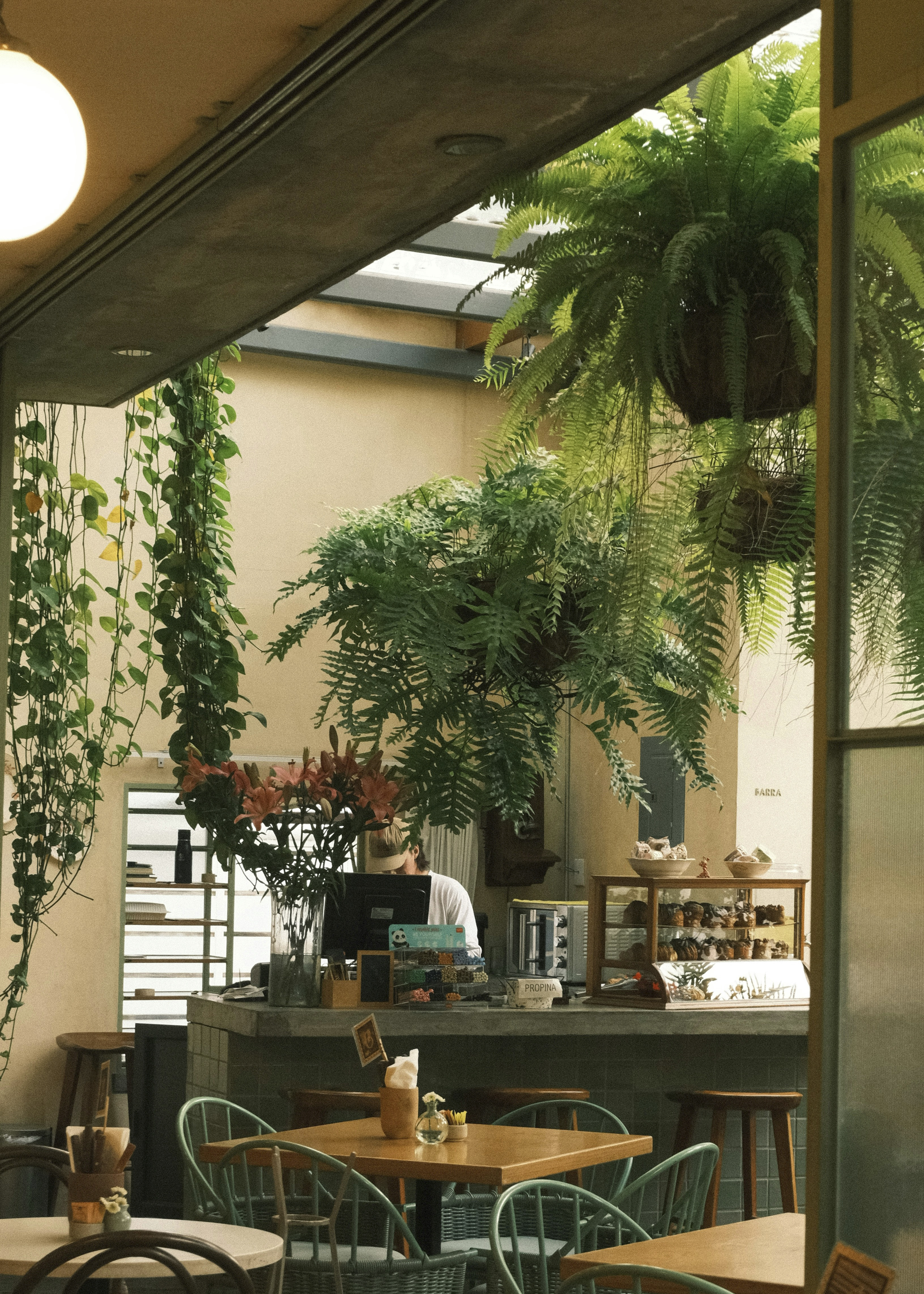 plants in greenhouse